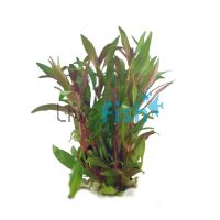 Telanthera Bunch