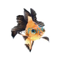 Telescope Siamese Doll Goldfish 5cm