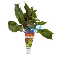 Temple Green - Bunch