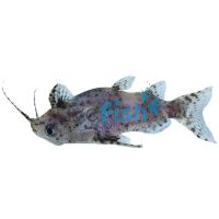 Upside Down Catfish 3.5cm