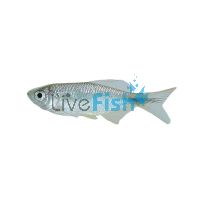 Spotted Danio 2.5cm