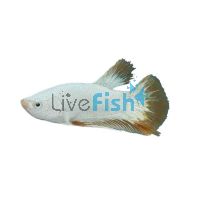 Male Betta Yellow Dragon Plakat Betta Compuncta 5cm 