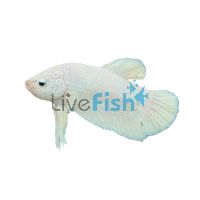 Male Betta Shortfin White 4cm