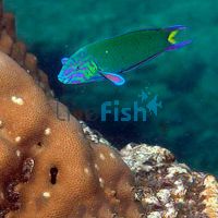 Moon Wrasse - Small