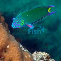 Moon Wrasse - Large