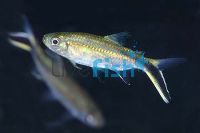 Short Striped Penguin Tetra 3.5cm