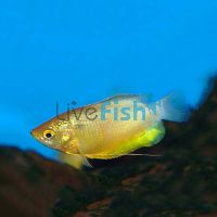Thicklip Gourami - Bronze 4cm