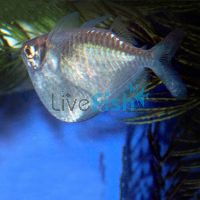 Giant Hatchet Fish - Wild Caught 4cm