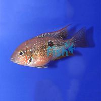 Blue Spangled Firemouth Cichlid 4.5cm