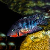 Firemouth Cichlid 7cm