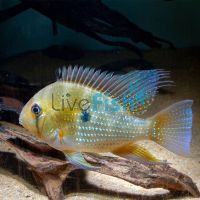 Thread-Finned Acara 3.5cm
