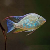 Threadfin Acara Cichlid 7cm