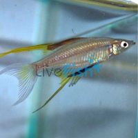 Threadfin Rainbow - Gulbuwangay River Nt 3cm