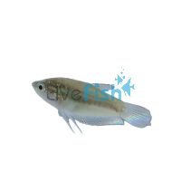 Sparkling Gourami 2.5cm