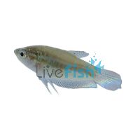 Sparkling Gourami 2.5cm