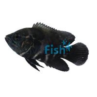 Tiger Oscar 5cm