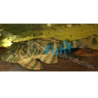 Tiger Plecostomus - Panaque Sp L002 4cm