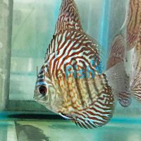 Tiger Turquoise Discus 7cm