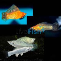 Tinsel Molly (Silver & Gold Mix) 5cm