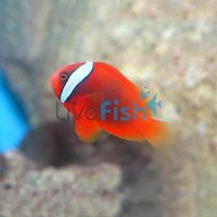 Tomato Clownfish - Medium