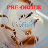 2x Tomato Clownfish 3cm