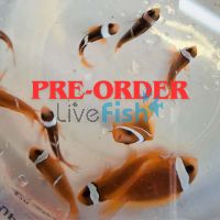 2x Tomato Clownfish 4cm