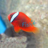 Tomato Clownfish - Large
