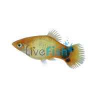 Mickey Mouse Sunset Platy 4cm