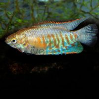 Indian Banded Gourami 7cm