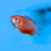 Thicklip Gourami - Sunset 4cm