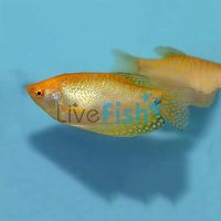 Gold Gourami 5cm