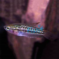 Sparkling Gourami 3cm