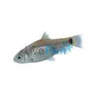  Tricolour Golden Barb 3cm