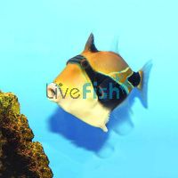 Blackbelly Triggerfish - Small