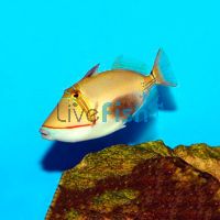 Blackbelly Triggerfish - Medium