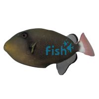Triggerfish Pinktail - Medium