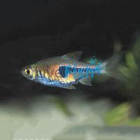 Dwarf Harlequin Copper Rasbora 2cm