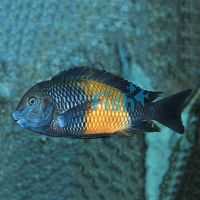 Tropheus Bemba Red 2cm (Juvenile Colour)