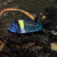 Tropheus Duboisi Maswa 9cm