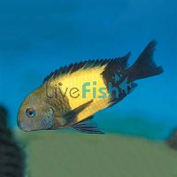 Tropheus Kaiser Ikola 4cm