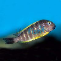 Ujiji - Tropheus Brichardi 7cm