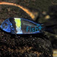 Tropheus Duboisi 8cm