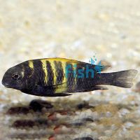 Tropheus Kiriza Yellow 4cm