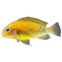 Tropheus Moorii - Red Bishop 5cm