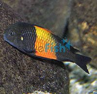 Tropheus Bemba Red 3cm