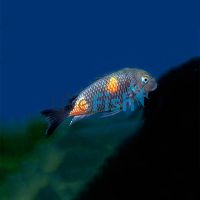 Tropheus Cherry Spot 3cm
