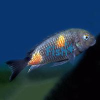Tropheus Black Kirschfleck Bulu Point 4cm