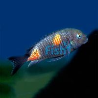 Tropheus Cherry Spot 7cm