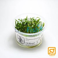 Tropica TC - Cryptocoryne Parva