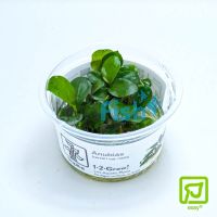 Tropica TC Anubias Barteri Nana